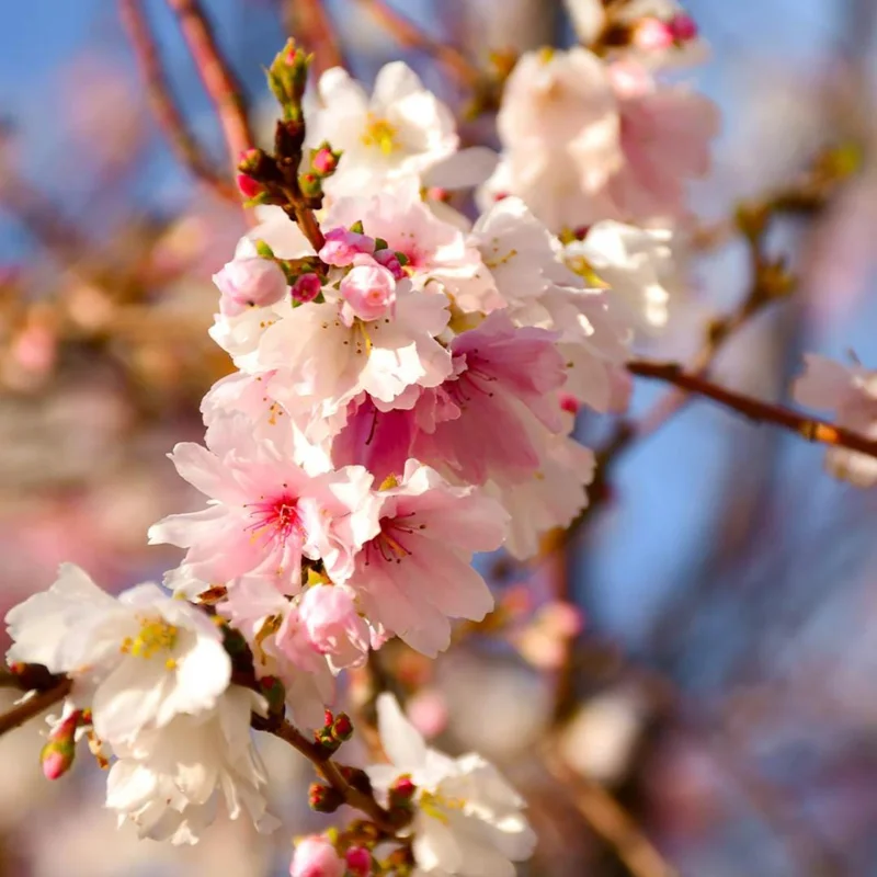 Autumnalis Flowering Cherry Tree Live Plant – 2.5" Pot – Outdoor Landscape - Image 2