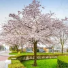 Autumnalis Flowering Cherry Tree Live Plant – 2.5" Pot – Outdoor Landscape - Image 1