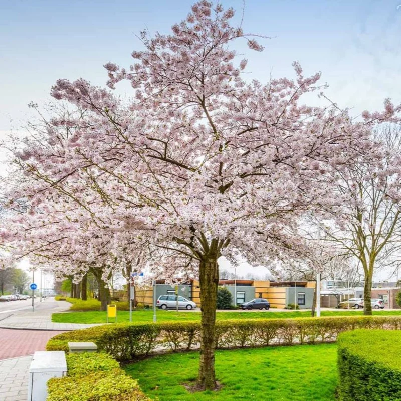 Autumnalis Flowering Cherry Tree Live Plant – 2.5" Pot – Outdoor Landscape - Image 1