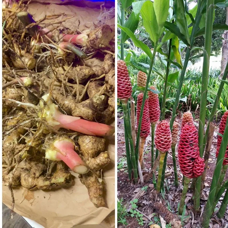 Awapuhi Ginger Rhizomes – Shampoo Ginger Roots for Planting – Tropical Ornamental Live - Image 2
