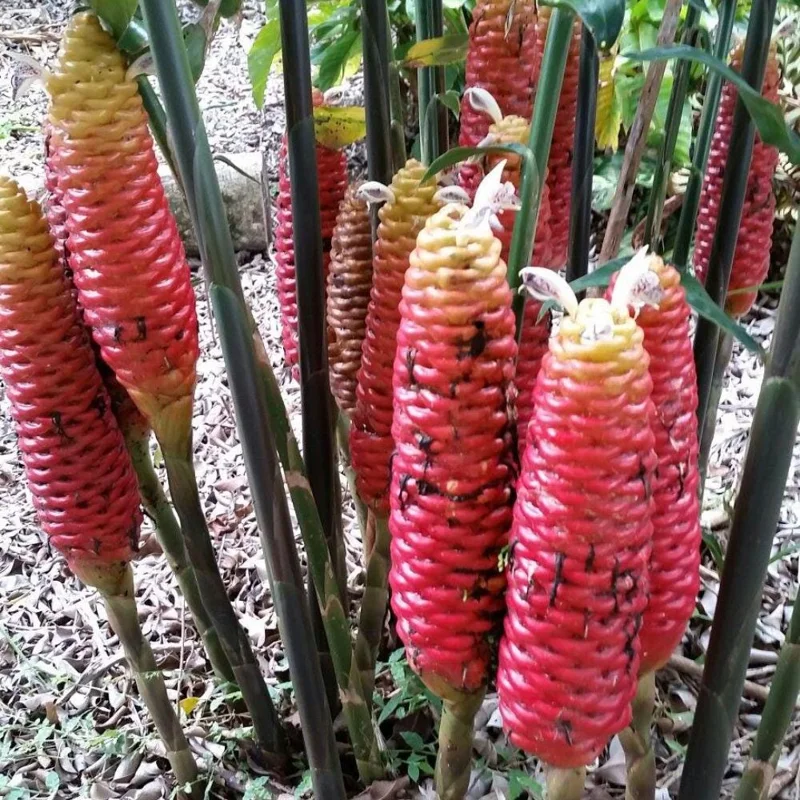 Awapuhi Ginger Rhizomes – Shampoo Ginger Roots for Planting – Tropical Ornamental Live - Image 1