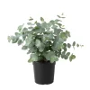 Baby Blue Eucalyptus Live Plant, 4-6 Inch Tall, Fragrant Foliage, Cold Hardy Tree, Indoor/Outdoor - Image 1