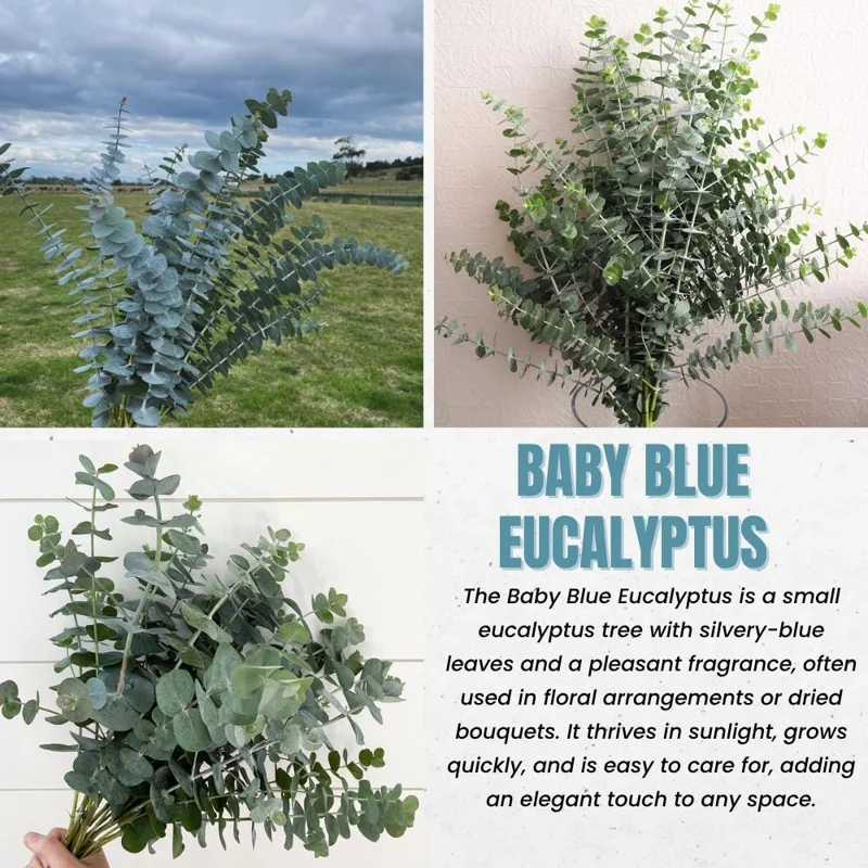 Baby Blue Eucalyptus Live Plant – Fragrant Foliage – 2.5 inch Pot – Indoor/Outdoor - Image 2