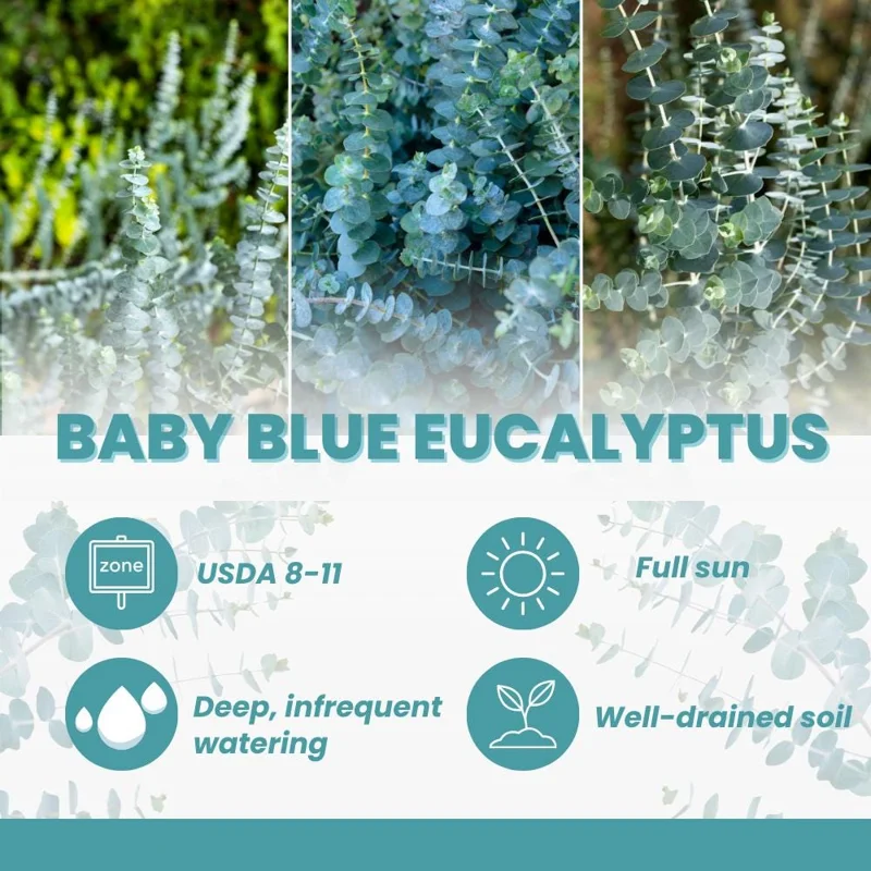 Baby Blue Eucalyptus Live Plant – Fragrant Foliage – 2.5 inch Pot – Indoor/Outdoor Baby Blue Eucalyptus Live Plant – Fragrant Foliage – 2.5 inch Pot – Indoor/Outdoor - Image 3