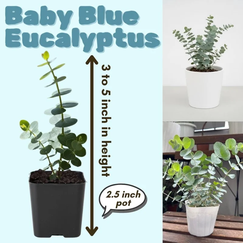 Baby Blue Eucalyptus Live Plant – Fragrant Foliage – 2.5 inch Pot – Indoor/Outdoor Baby Blue Eucalyptus Live Plant – Fragrant Foliage – 2.5 inch Pot – Indoor/Outdoor - Image 4