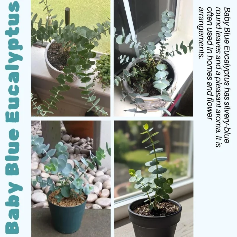 Baby Blue Eucalyptus Live Plant – Fragrant Foliage – 2.5 inch Pot – Indoor/Outdoor Baby Blue Eucalyptus Live Plant – Fragrant Foliage – 2.5 inch Pot – Indoor/Outdoor - Image 5