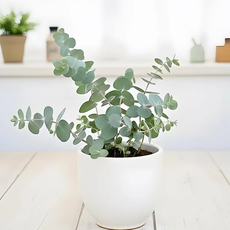 Baby Blue Eucalyptus Live Plant – Fragrant Foliage – 2.5 inch Pot – Indoor/Outdoor Baby Blue Eucalyptus Live Plant – Fragrant Foliage – 2.5 inch Pot – Indoor/Outdoor - Image 6