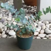 Baby Blue Eucalyptus Live Plant – Fragrant Foliage, 2.5 inch Pot – Indoor/Outdoor - Image 1