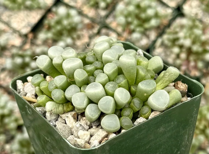 Baby Toe Succulent Live Plant, Fenestraria Rhopalophylla, 2-4 Inch Pot, Cute Indoor Plant Baby Toe Succulent Live Plant, Fenestraria Rhopalophylla, 2-4 Inch Pot, Cute Indoor Plant - Image 2