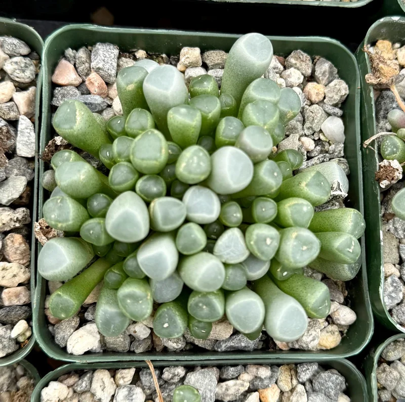 Baby Toe Succulent Live Plant, Fenestraria Rhopalophylla, 2-4 Inch Pot, Cute Indoor Plant Baby Toe Succulent Live Plant, Fenestraria Rhopalophylla, 2-4 Inch Pot, Cute Indoor Plant - Image 3