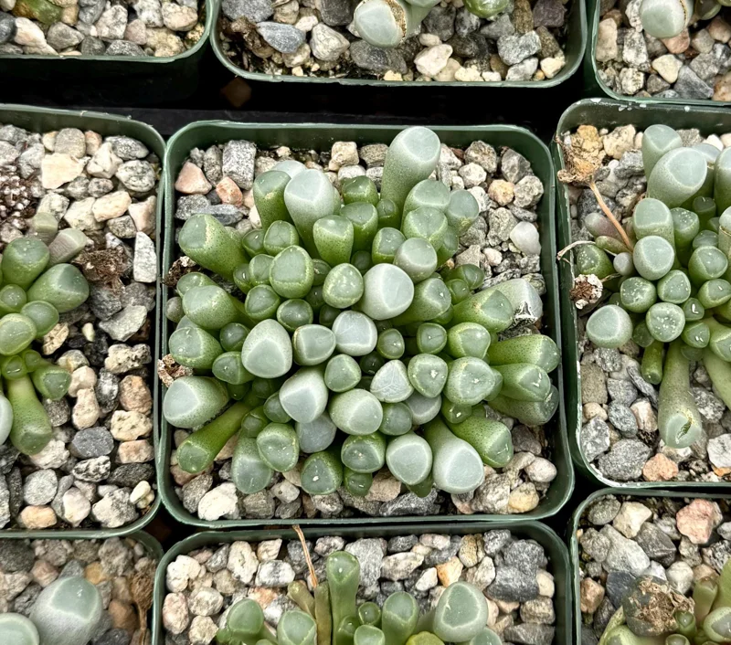 Baby Toe Succulent Live Plant, Fenestraria Rhopalophylla, 2-4 Inch Pot, Cute Indoor Plant Baby Toe Succulent Live Plant, Fenestraria Rhopalophylla, 2-4 Inch Pot, Cute Indoor Plant - Image 4
