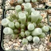 Baby Toe Succulent Live Plant, Fenestraria Rhopalophylla, 2-4 Inch Pot, Cute Indoor Plant - Image 1