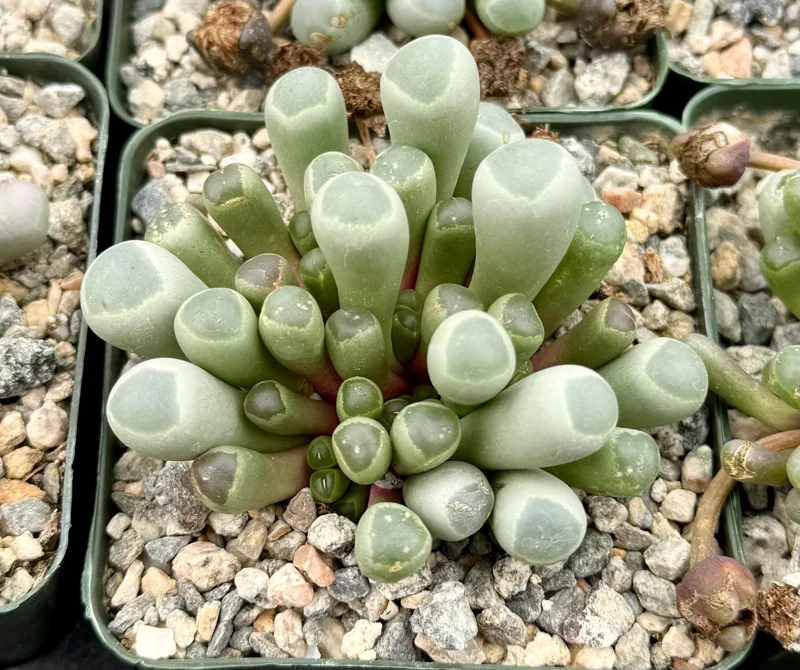 Baby Toe Succulent Live Plant, Fenestraria Rhopalophylla, 2-4 Inch Pot, Cute Indoor Plant Baby Toe Succulent Live Plant, Fenestraria Rhopalophylla, 2-4 Inch Pot, Cute Indoor Plant - Image 1