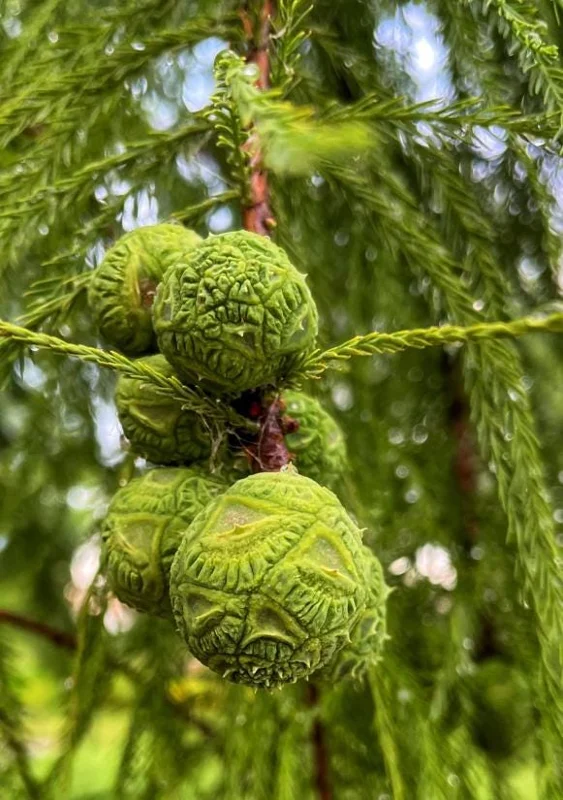 Bald Cypress Live Plant - Set of 5 Dormant Bare Root Trees, 6-12 Inch Tall Outdoor Bald Cypress Live Plant - Set of 5 Dormant Bare Root Trees, 6-12 Inch Tall Outdoor - Image 10