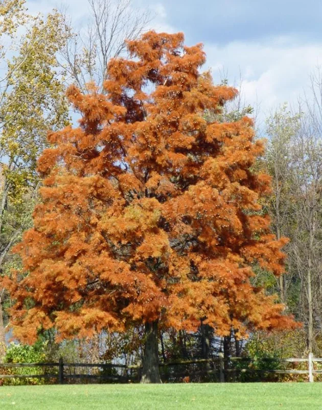 Bald Cypress Live Plant - Set of 5 Dormant Bare Root Trees, 6-12 Inch Tall Outdoor Bald Cypress Live Plant - Set of 5 Dormant Bare Root Trees, 6-12 Inch Tall Outdoor - Image 2