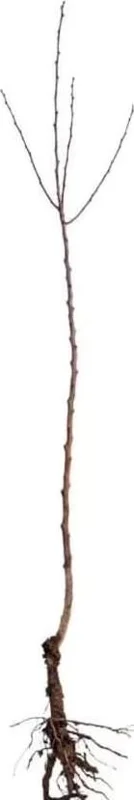 Bald Cypress Live Plant - Set of 5 Dormant Bare Root Trees, 6-12 Inch Tall Outdoor Bald Cypress Live Plant - Set of 5 Dormant Bare Root Trees, 6-12 Inch Tall Outdoor - Image 3