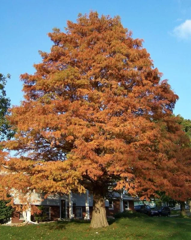 Bald Cypress Live Plant - Set of 5 Dormant Bare Root Trees, 6-12 Inch Tall Outdoor Bald Cypress Live Plant - Set of 5 Dormant Bare Root Trees, 6-12 Inch Tall Outdoor - Image 4