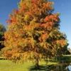 Bald Cypress Live Plant - Set of 5 Dormant Bare Root Trees, 6-12 Inch Tall Outdoor Bald Cypress Live Plant - Set of 5 Dormant Bare Root Trees, 6-12 Inch Tall Outdoor - Image 1