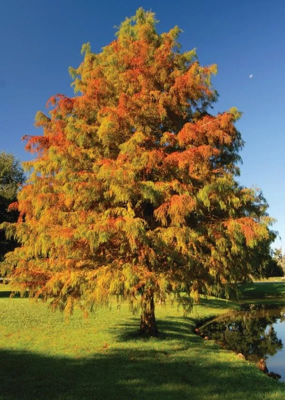 Bald Cypress Live Plant - Set of 5 Dormant Bare Root Trees, 6-12 Inch Tall Outdoor Bald Cypress Live Plant - Set of 5 Dormant Bare Root Trees, 6-12 Inch Tall Outdoor - Image 1