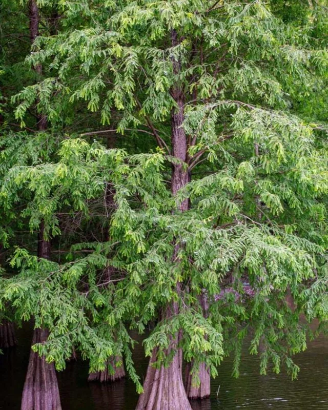 Bald Cypress Live Plant - Set of 5 Dormant Bare Root Trees, 6-12 Inch Tall Outdoor Bald Cypress Live Plant - Set of 5 Dormant Bare Root Trees, 6-12 Inch Tall Outdoor - Image 5