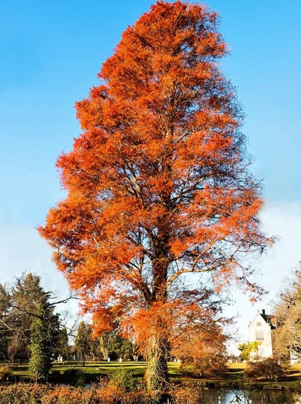 Bald Cypress Live Plant - Set of 5 Dormant Bare Root Trees, 6-12 Inch Tall Outdoor Bald Cypress Live Plant - Set of 5 Dormant Bare Root Trees, 6-12 Inch Tall Outdoor - Image 6