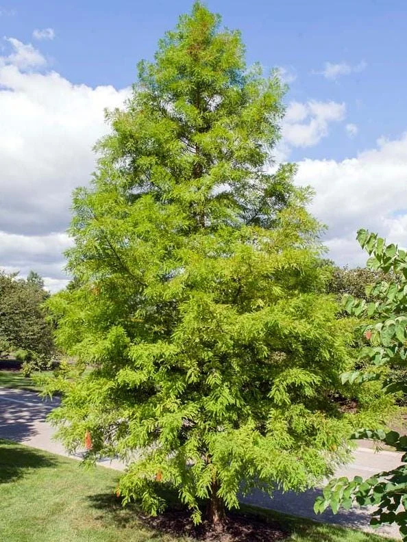 Bald Cypress Live Plant - Set of 5 Dormant Bare Root Trees, 6-12 Inch Tall Outdoor Bald Cypress Live Plant - Set of 5 Dormant Bare Root Trees, 6-12 Inch Tall Outdoor - Image 7