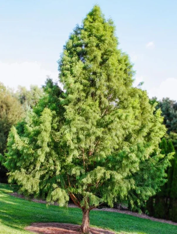 Bald Cypress Live Plant - Set of 5 Dormant Bare Root Trees, 6-12 Inch Tall Outdoor Bald Cypress Live Plant - Set of 5 Dormant Bare Root Trees, 6-12 Inch Tall Outdoor - Image 8