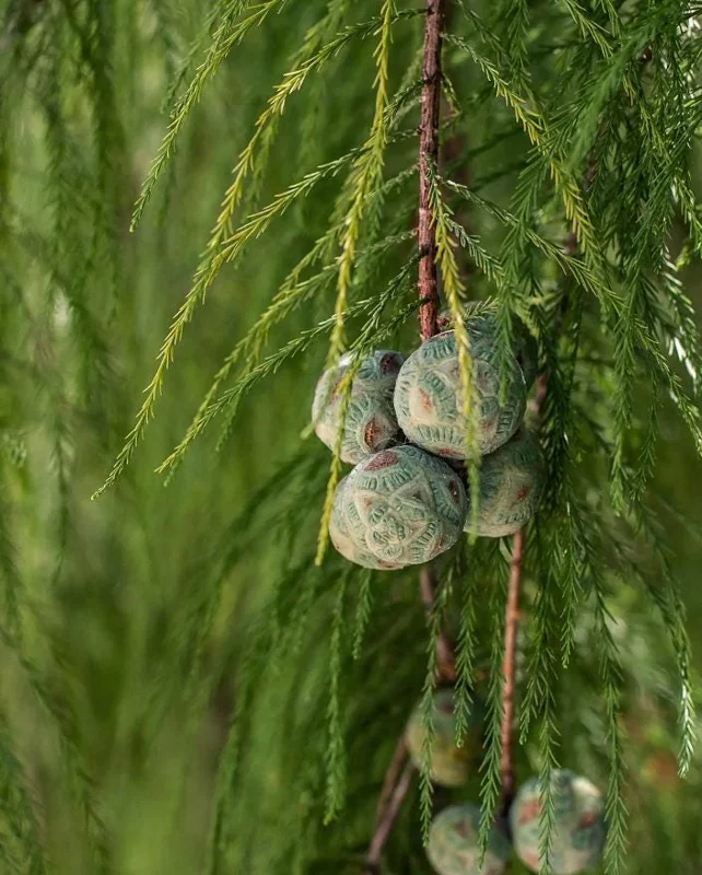 Bald Cypress Live Plant - Set of 5 Dormant Bare Root Trees, 6-12 Inch Tall Outdoor Bald Cypress Live Plant - Set of 5 Dormant Bare Root Trees, 6-12 Inch Tall Outdoor - Image 9