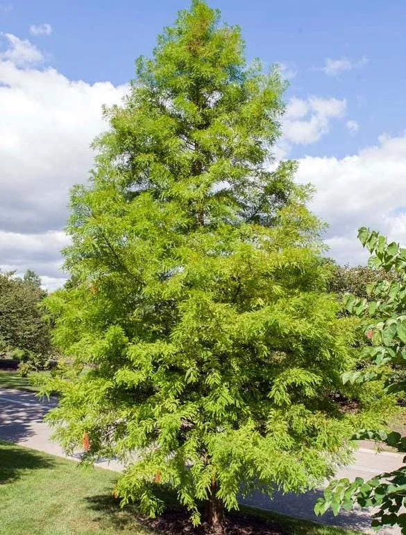 Bald Cypress Tree Live Plant, Taxodium Distichum, 6-10 Inch Tall, 4 Inch Pot Bald Cypress Tree Live Plant, Taxodium Distichum, 6-10 Inch Tall, 4 Inch Pot - Image 2