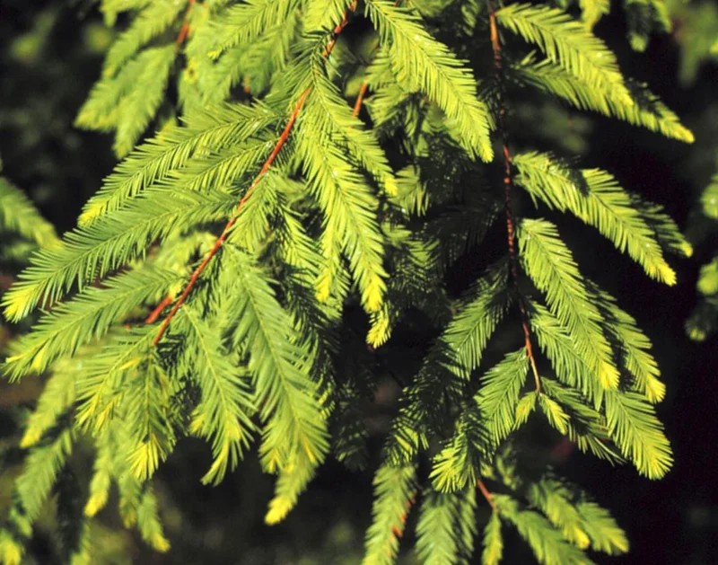 Bald Cypress Tree Live Plant, Taxodium Distichum, 6-10 Inch Tall, 4 Inch Pot Bald Cypress Tree Live Plant, Taxodium Distichum, 6-10 Inch Tall, 4 Inch Pot - Image 3