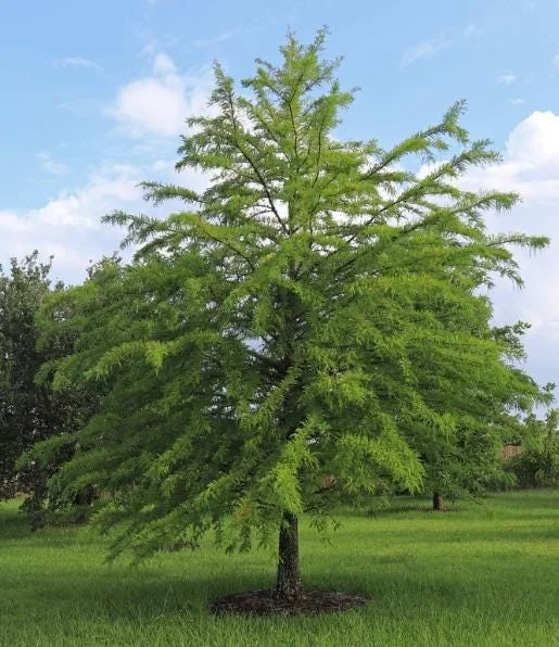 Bald Cypress Tree Live Plant, Taxodium Distichum, 6-10 Inch Tall, 4 Inch Pot Bald Cypress Tree Live Plant, Taxodium Distichum, 6-10 Inch Tall, 4 Inch Pot - Image 4
