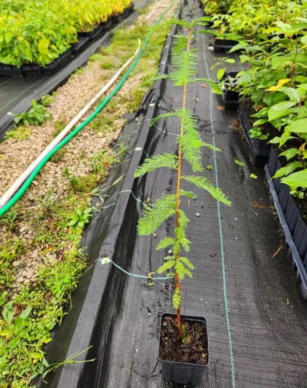 Bald Cypress Tree Live Plant, Taxodium Distichum, 6-10 Inch Tall, 4 Inch Pot Bald Cypress Tree Live Plant, Taxodium Distichum, 6-10 Inch Tall, 4 Inch Pot - Image 5