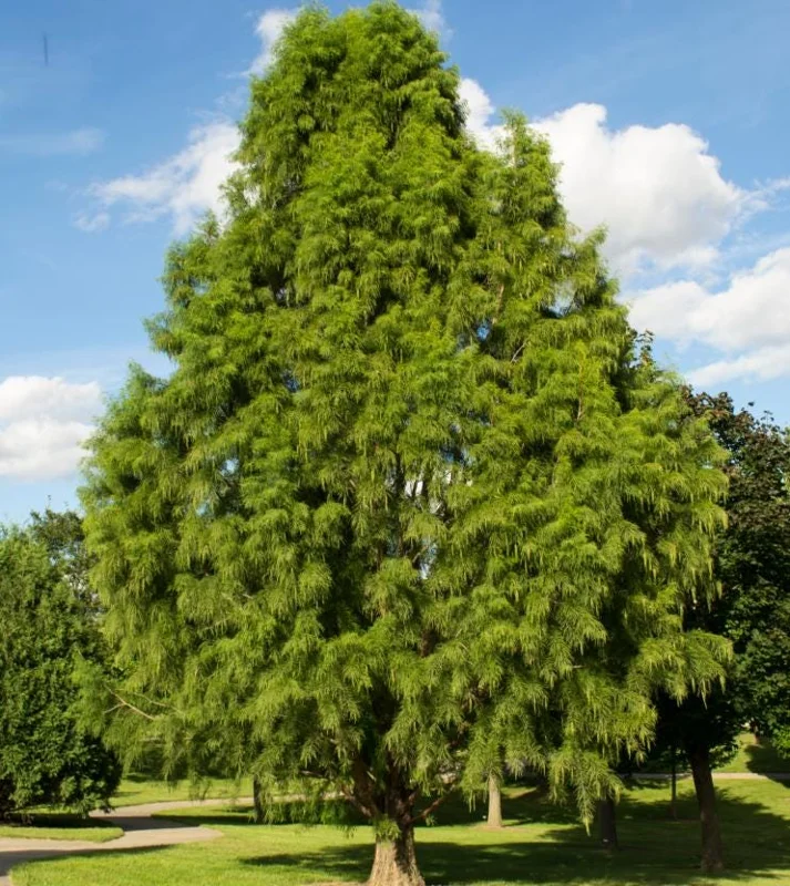 Bald Cypress Tree Live Plant, Taxodium Distichum, 6-10 Inch Tall, 4 Inch Pot Bald Cypress Tree Live Plant, Taxodium Distichum, 6-10 Inch Tall, 4 Inch Pot - Image 6
