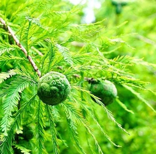 Bald Cypress Tree Live Plant, Taxodium Distichum, 6-10 Inch Tall, 4 Inch Pot Bald Cypress Tree Live Plant, Taxodium Distichum, 6-10 Inch Tall, 4 Inch Pot - Image 1