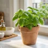 Basil Seeds - 1000 Count Fragrant Herb Seeds for Balcony & Yard - Image 1