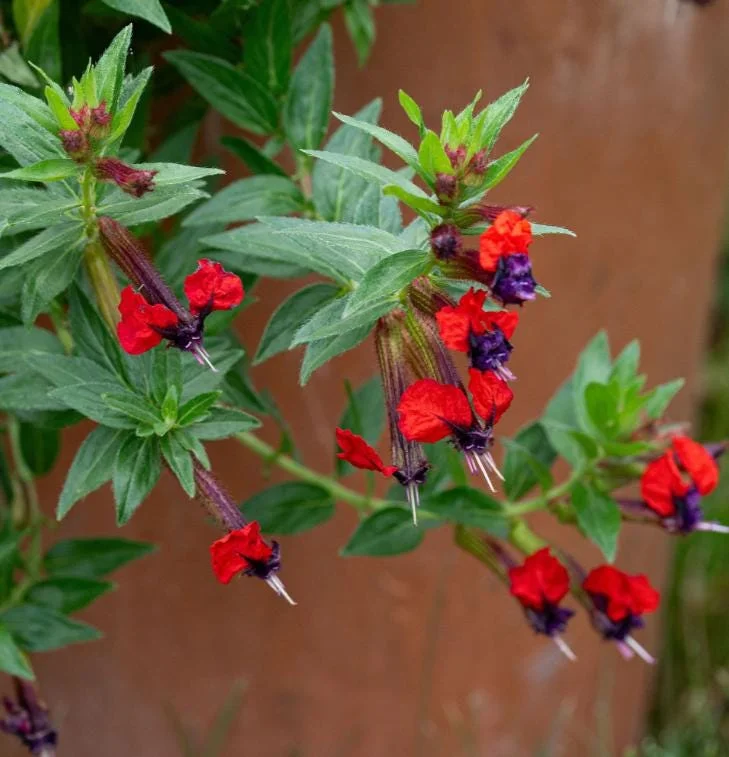 Bat Face Cuphea Live Plant - Set of 3, 4-6" Tall, Purple-Red Flowers, Outdoor Bat Face Cuphea Live Plant - Set of 3, 4-6" Tall, Purple-Red Flowers, Outdoor - Image 2