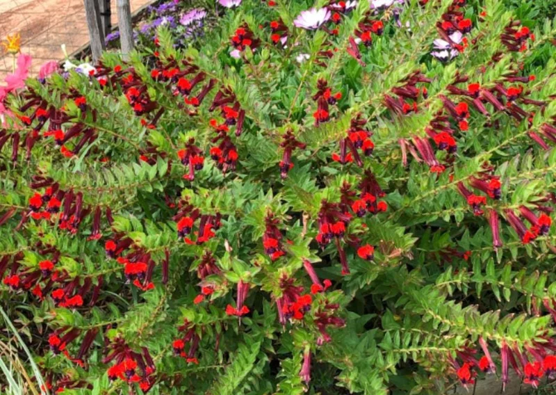 Bat Face Cuphea Live Plant - Set of 3, 4-6" Tall, Purple-Red Flowers, Outdoor Bat Face Cuphea Live Plant - Set of 3, 4-6" Tall, Purple-Red Flowers, Outdoor - Image 3