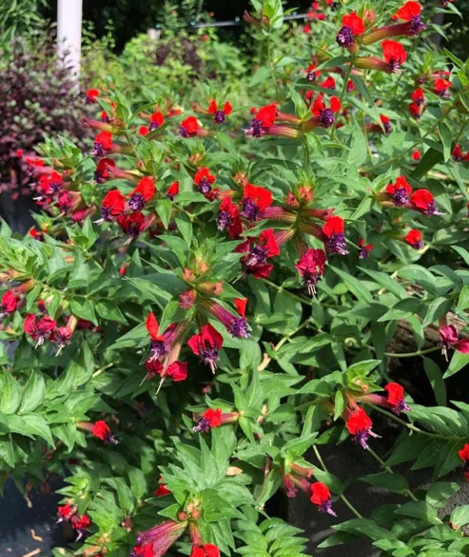 Bat Face Cuphea Live Plant - Set of 3, 4-6" Tall, Purple-Red Flowers, Outdoor Bat Face Cuphea Live Plant - Set of 3, 4-6" Tall, Purple-Red Flowers, Outdoor - Image 4