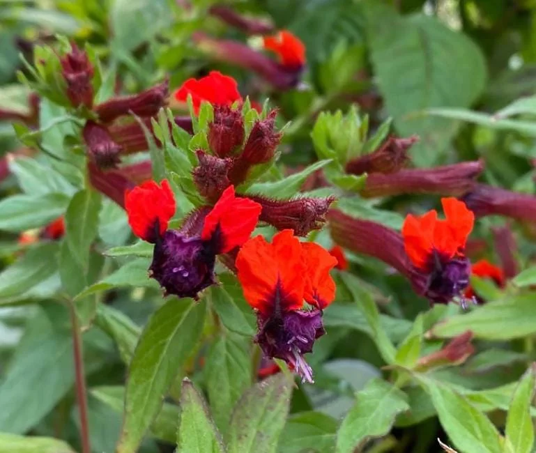 Bat Face Cuphea Live Plant - Set of 3, 4-6" Tall, Purple-Red Flowers, Outdoor Bat Face Cuphea Live Plant - Set of 3, 4-6" Tall, Purple-Red Flowers, Outdoor - Image 5