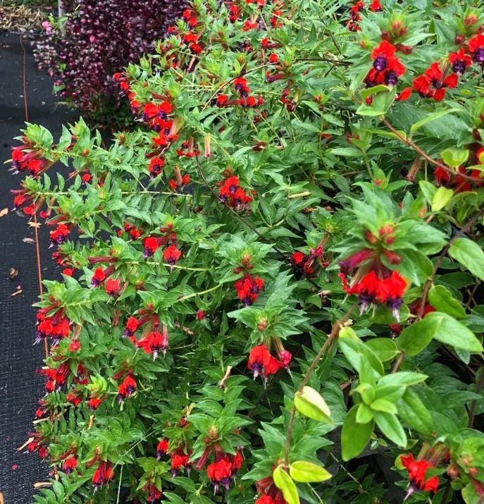 Bat Face Cuphea Live Plant - Set of 3, 4-6" Tall, Purple-Red Flowers, Outdoor Bat Face Cuphea Live Plant - Set of 3, 4-6" Tall, Purple-Red Flowers, Outdoor - Image 1