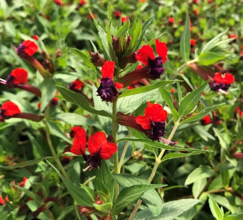 Bat Face Cuphea Live Plant - Set of 3, 4-6" Tall, Purple-Red Flowers, Outdoor Bat Face Cuphea Live Plant - Set of 3, 4-6" Tall, Purple-Red Flowers, Outdoor - Image 6