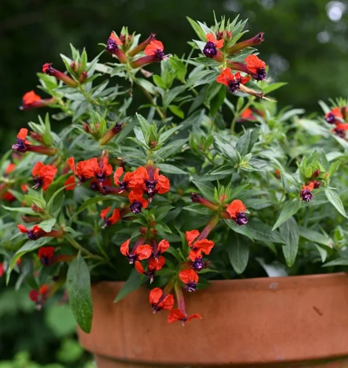 Bat Face Cuphea Live Plant - Set of 3, 4-6" Tall, Purple-Red Flowers, Outdoor Bat Face Cuphea Live Plant - Set of 3, 4-6" Tall, Purple-Red Flowers, Outdoor - Image 7