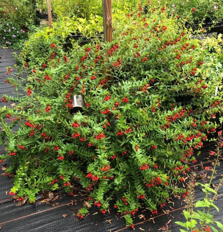 Bat Face Cuphea Live Plant - Set of 3, 4-6" Tall, Purple-Red Flowers, Outdoor Bat Face Cuphea Live Plant - Set of 3, 4-6" Tall, Purple-Red Flowers, Outdoor - Image 8