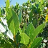 Bay Laurel Live Plant (Laurus nobilis) 5-7 Inches Tall - Culinary Herb, Indoor/Outdoor Tree Bay Laurel Live Plant (Laurus nobilis) 5-7 Inches Tall - Culinary Herb, Indoor/Outdoor Tree - Image 1