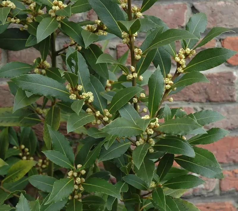 Bay Laurel Tree Live Plant (Laurus Nobilis) 4-6 Inch Tall Potted Culinary Herb Bay Laurel Tree Live Plant (Laurus Nobilis) 4-6 Inch Tall Potted Culinary Herb - Image 2