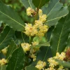 Bay Laurel Tree Live Plant (Laurus Nobilis) 4-6 Inch Tall Potted Culinary Herb Bay Laurel Tree Live Plant (Laurus Nobilis) 4-6 Inch Tall Potted Culinary Herb - Image 1