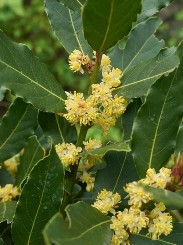 Bay Laurel Tree Live Plant (Laurus Nobilis) 4-6 Inch Tall Potted Culinary Herb Bay Laurel Tree Live Plant (Laurus Nobilis) 4-6 Inch Tall Potted Culinary Herb - Image 1