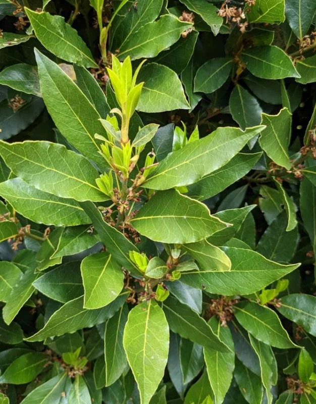 Bay Laurel Tree Live Plant (Laurus Nobilis) 4-6 Inch Tall Potted Culinary Herb Bay Laurel Tree Live Plant (Laurus Nobilis) 4-6 Inch Tall Potted Culinary Herb - Image 3