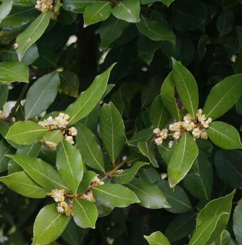 Bay Laurel Tree Live Plant (Laurus Nobilis) 4-6 Inch Tall Potted Culinary Herb Bay Laurel Tree Live Plant (Laurus Nobilis) 4-6 Inch Tall Potted Culinary Herb - Image 4
