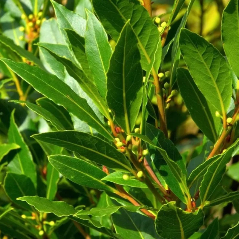 Bay Laurel Tree Live Plant (Laurus Nobilis) 4-6 Inch Tall Potted Culinary Herb Bay Laurel Tree Live Plant (Laurus Nobilis) 4-6 Inch Tall Potted Culinary Herb - Image 5